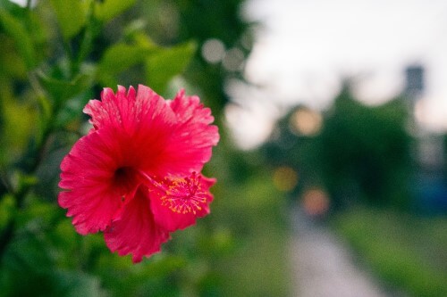 Intro to Hibiscus
