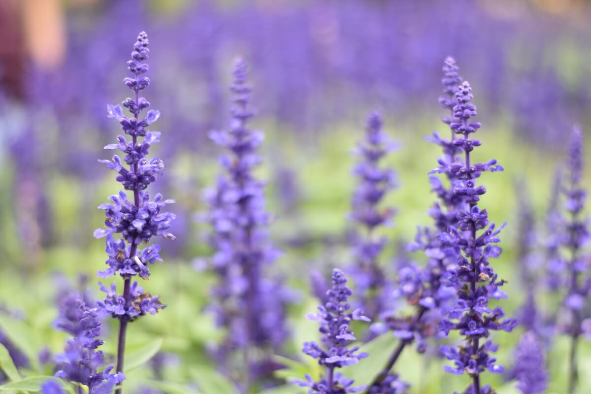 Intro to Lavender
